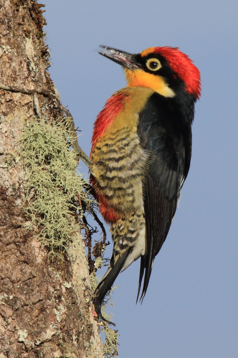 Yellow-fronted Woodpecker - ML485650151