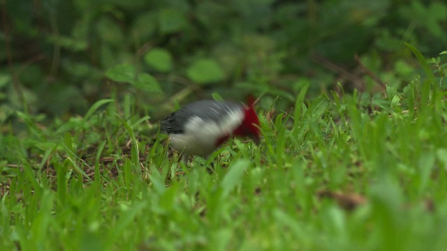 Red-crested Cardinal - ML485651