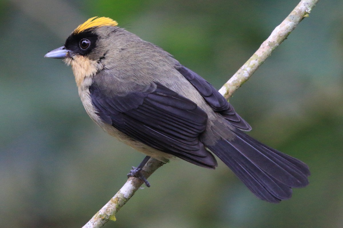 Black-goggled Tanager - ML485651151