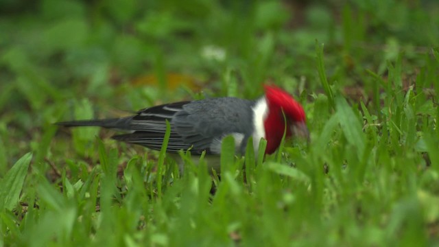 Red-crested Cardinal - ML485652