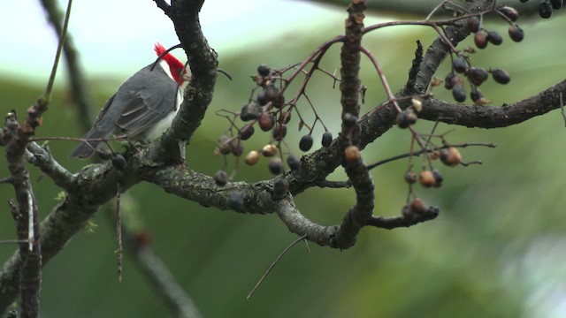 Red-crested Cardinal - ML485653