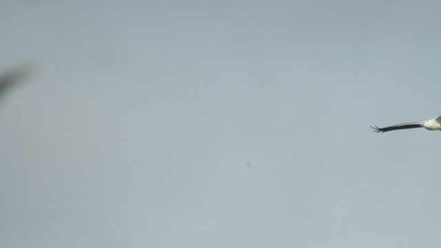 Белобрюхий орлан - ML485653141
