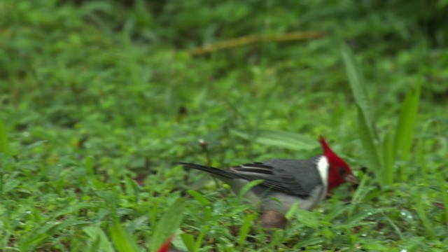 Red-crested Cardinal - ML485654