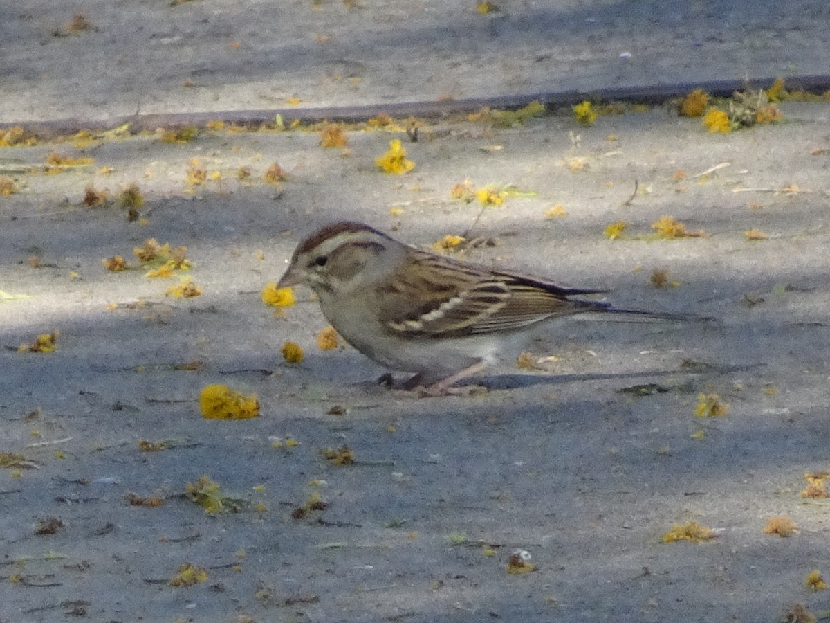 Chipping Sparrow - Stephen Chang