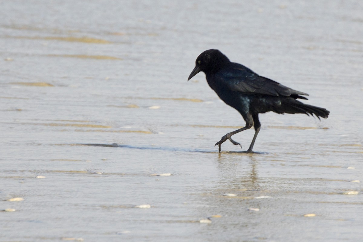 Boat-tailed Grackle - ML485658251