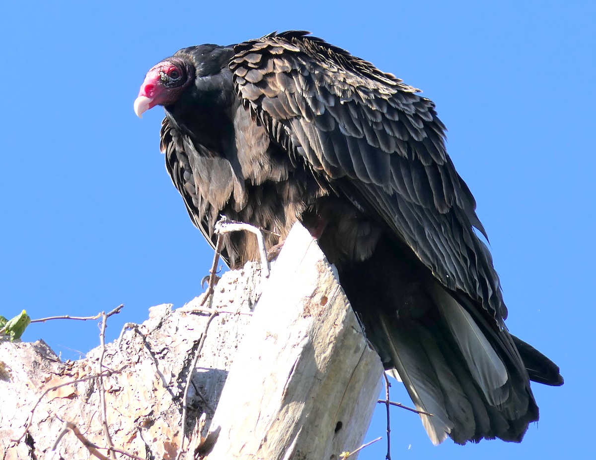 Turkey Vulture - Claire Herzog