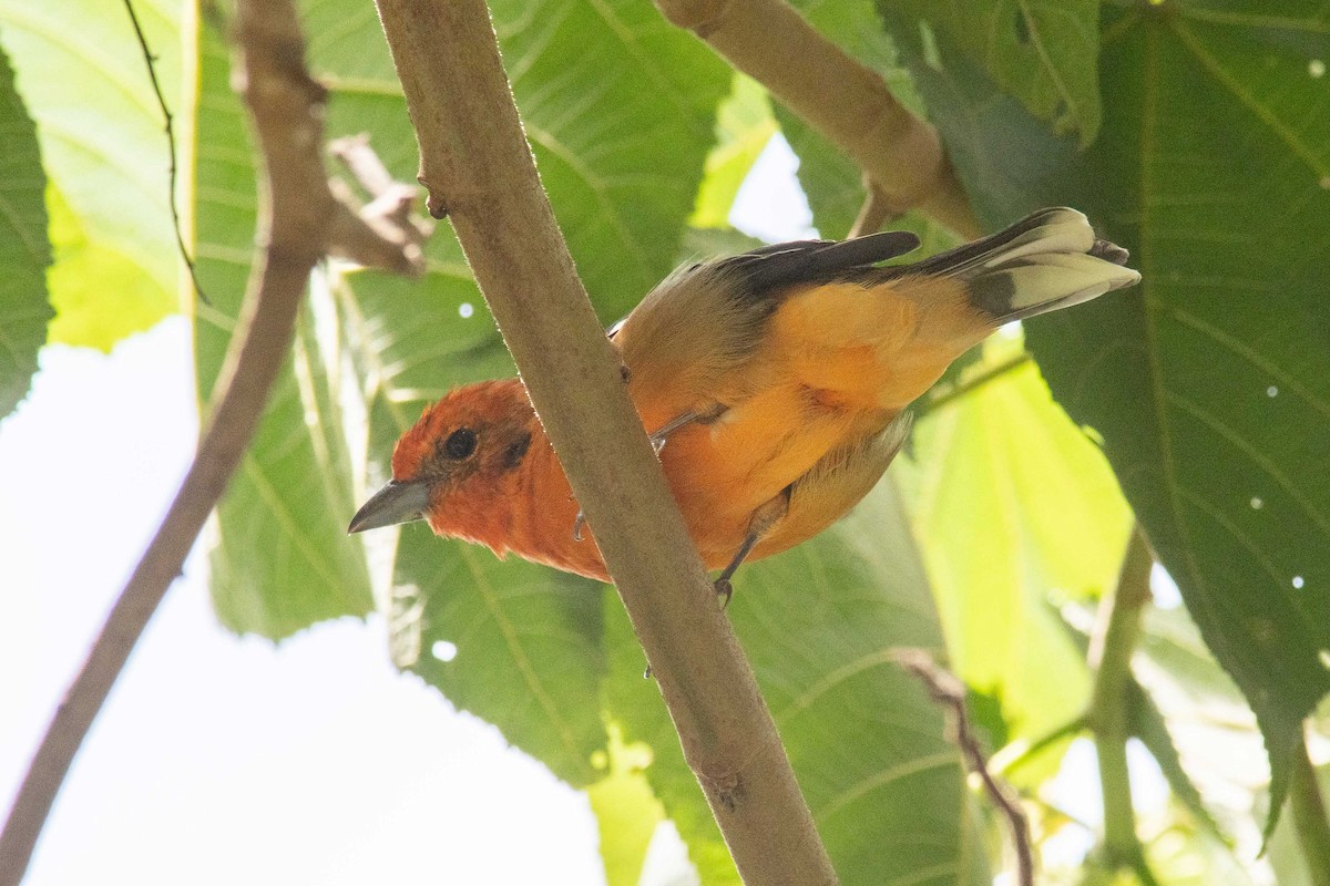 Flame-colored Tanager - ML485660351