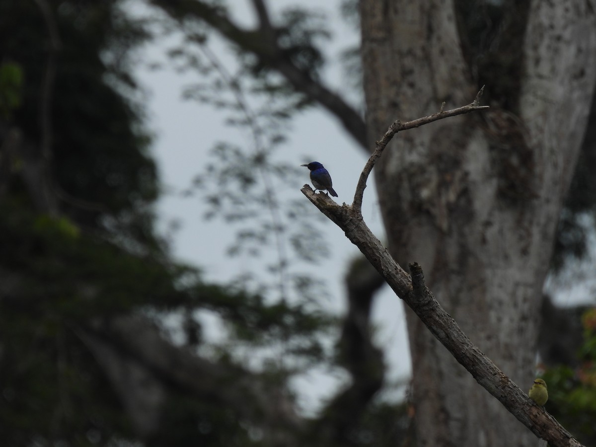 Violet-tailed Sunbird - Nick Ramsey