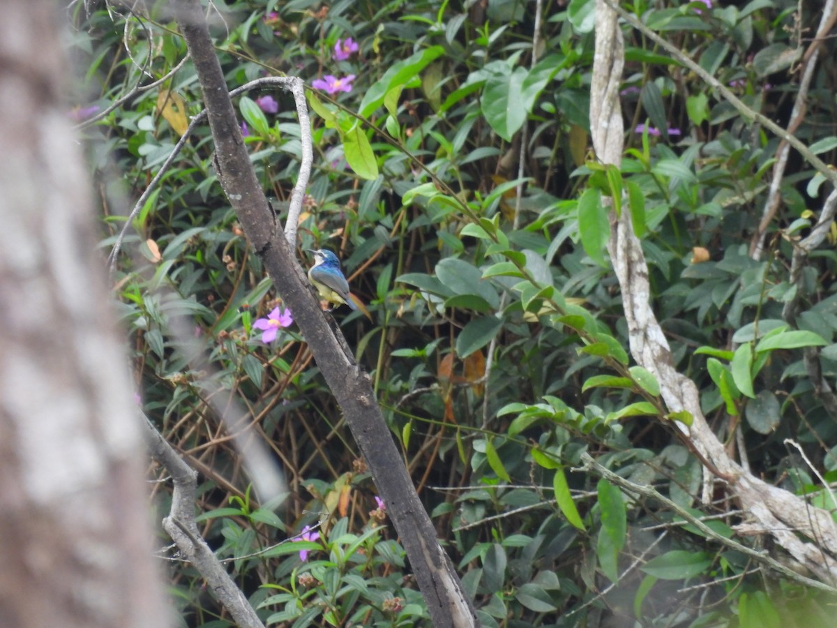 Violet-tailed Sunbird - ML485669071
