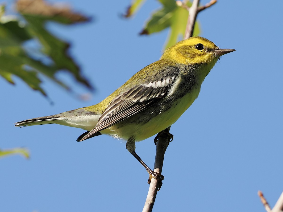 Black-throated Green Warbler - Bobby Wilcox
