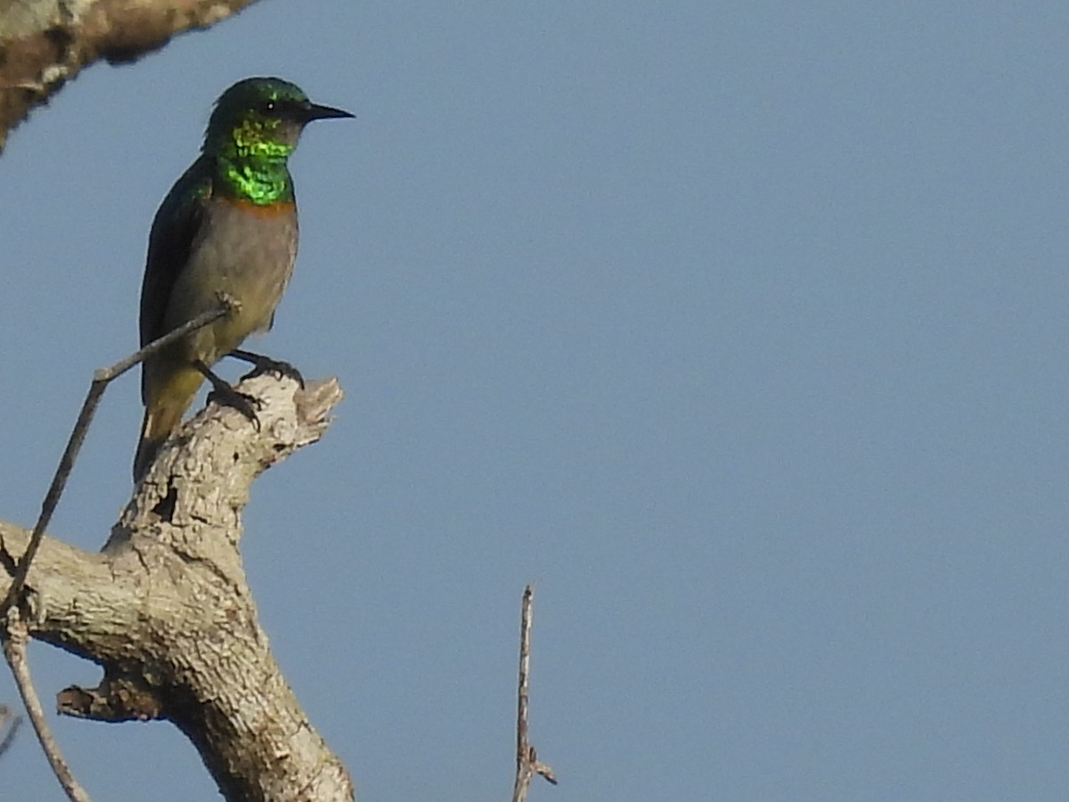 Green Sunbird (Gray-throated) - ML485673891