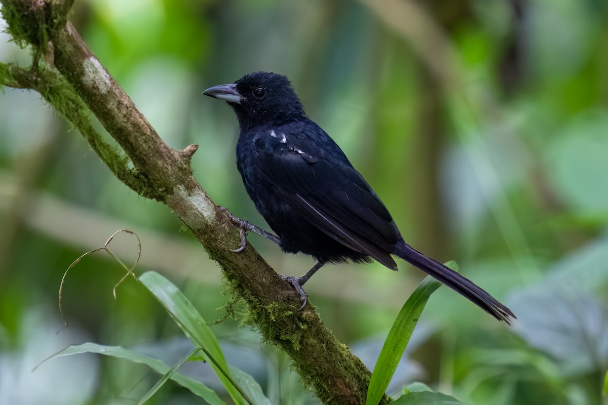 White-lined Tanager - ML485675341
