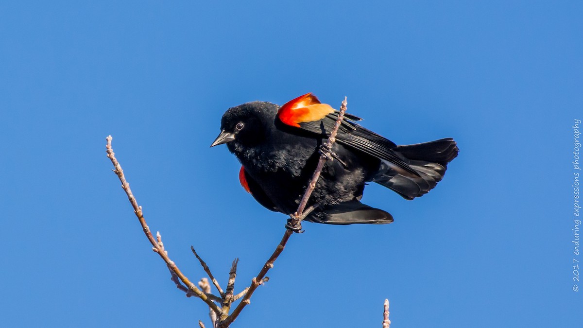 Red-winged Blackbird - Charlie Shields