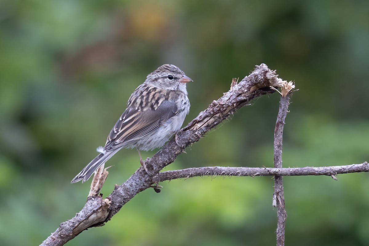 Chipping Sparrow - ML485680561