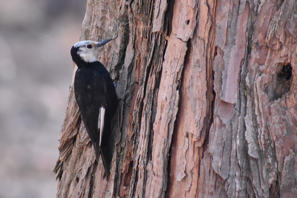 White-headed Woodpecker - ML485690151