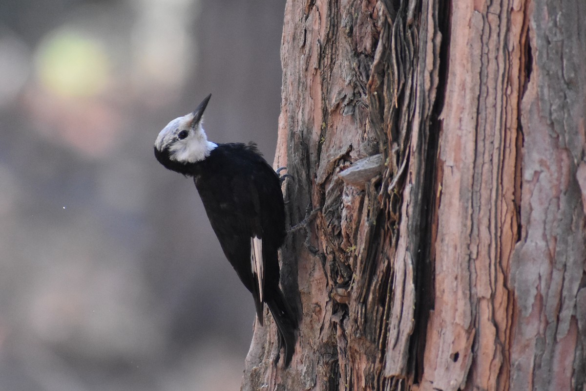 White-headed Woodpecker - JD Paes