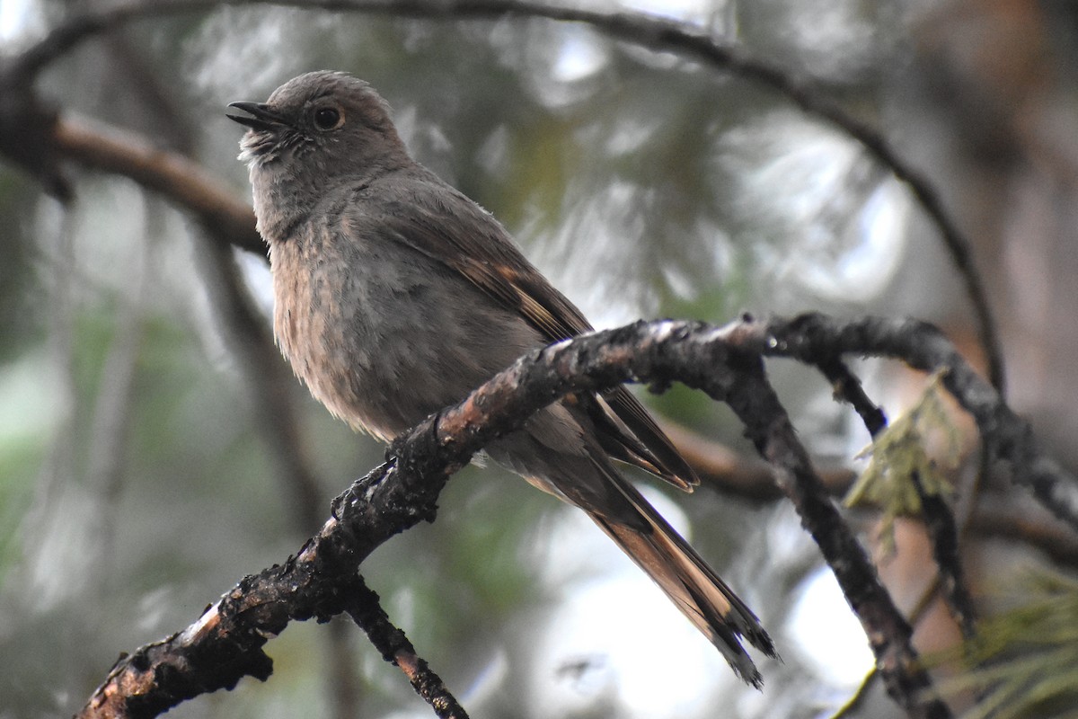 Townsend's Solitaire - JD Paes