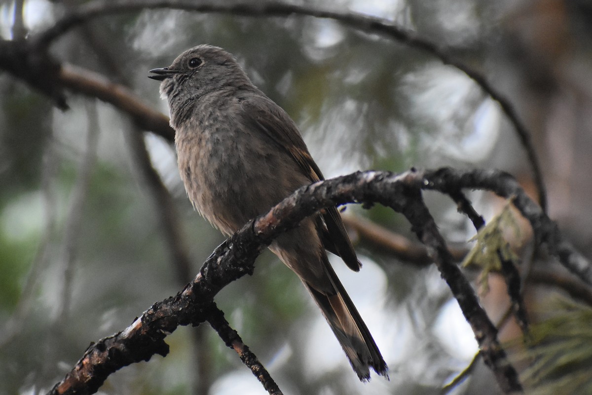 Townsend's Solitaire - JD Paes