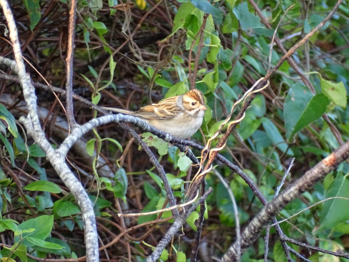 Clay-colored Sparrow - ML485691391