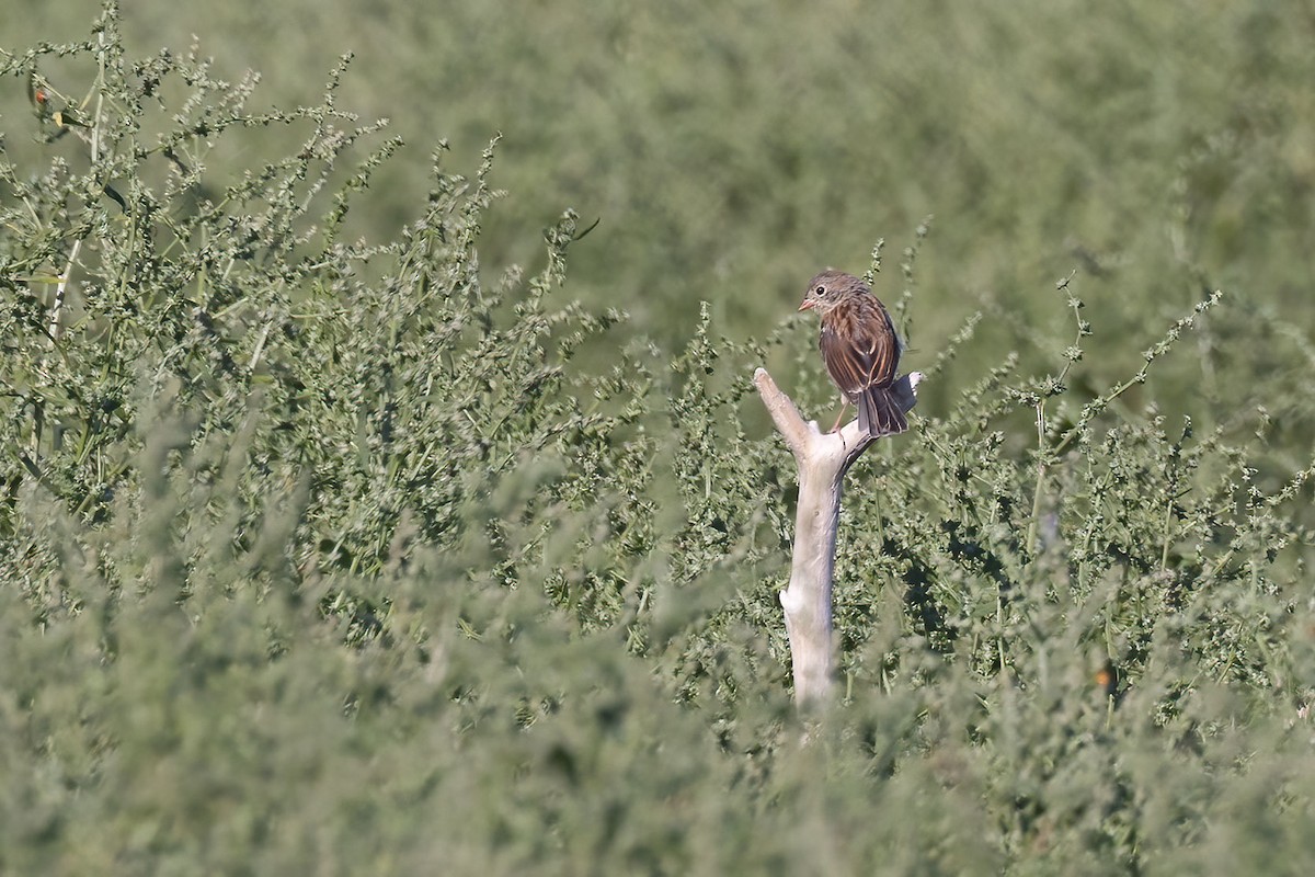 Field Sparrow - ML485692061