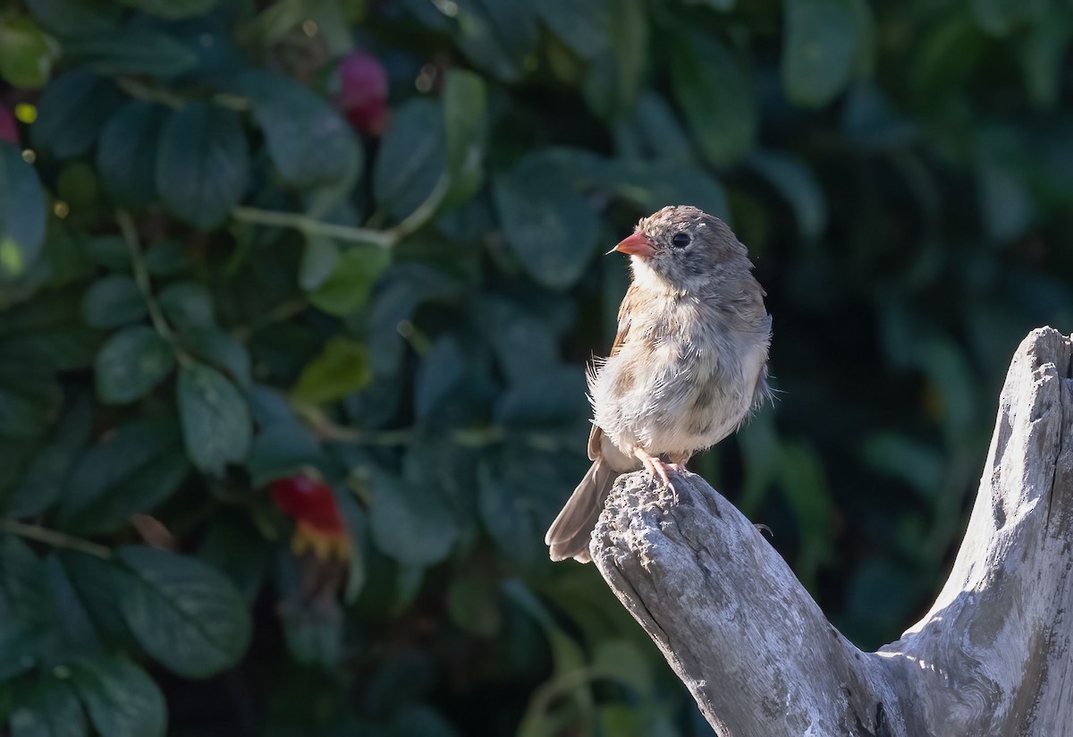 Field Sparrow - ML485692071