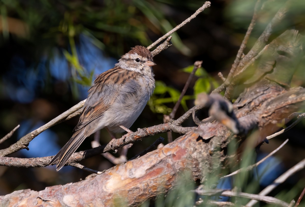 Chipping Sparrow - ML485692191