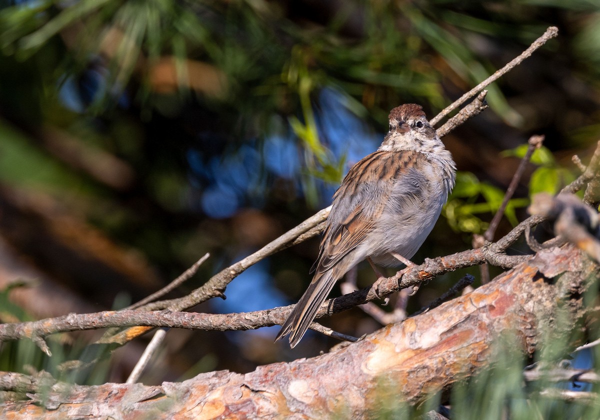 Chipping Sparrow - ML485692201