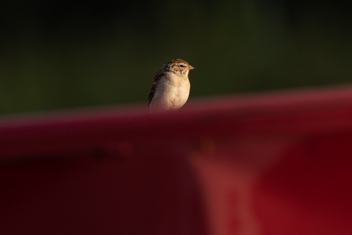 Chipping Sparrow - Ann Van Sant