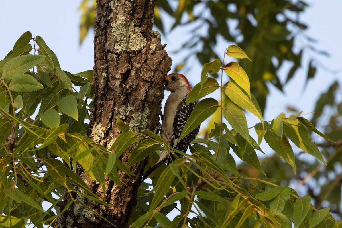 Red-bellied Woodpecker - ML485696401