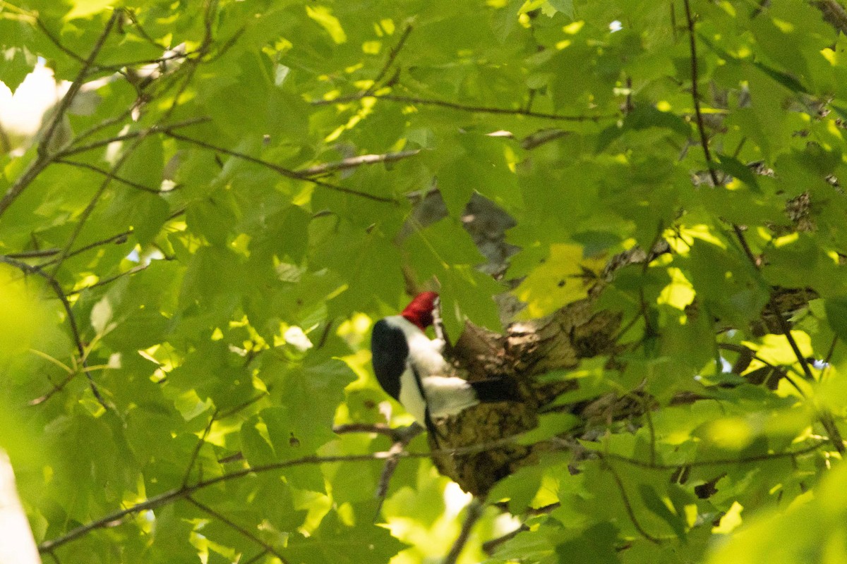 Red-headed Woodpecker - ML485696431