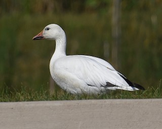 Snow Goose, ML485701261