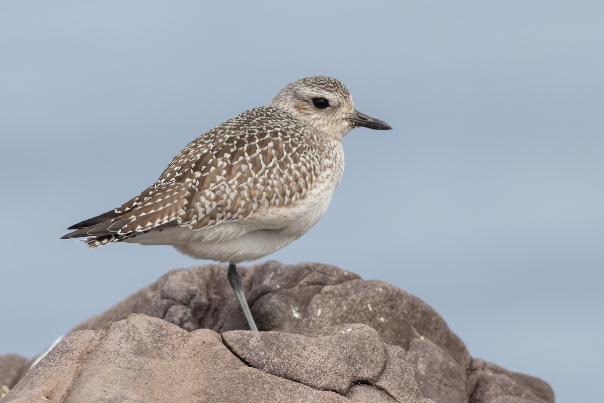 Black-bellied Plover - Rob Fowler
