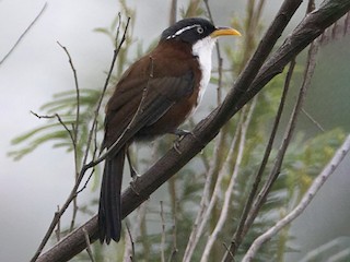 Javan Scimitar-Babbler - eBird