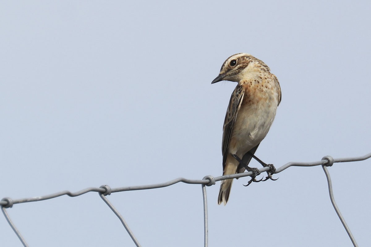 Whinchat - ML485706501