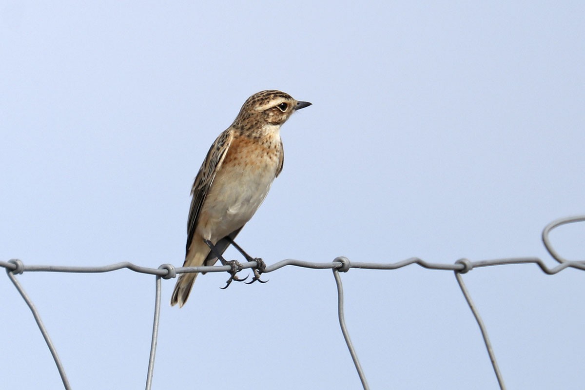Whinchat - ML485706511
