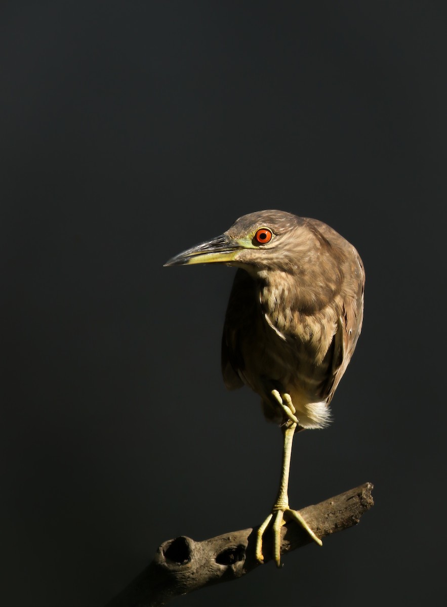 Black-crowned Night Heron - Nathan Dubrow