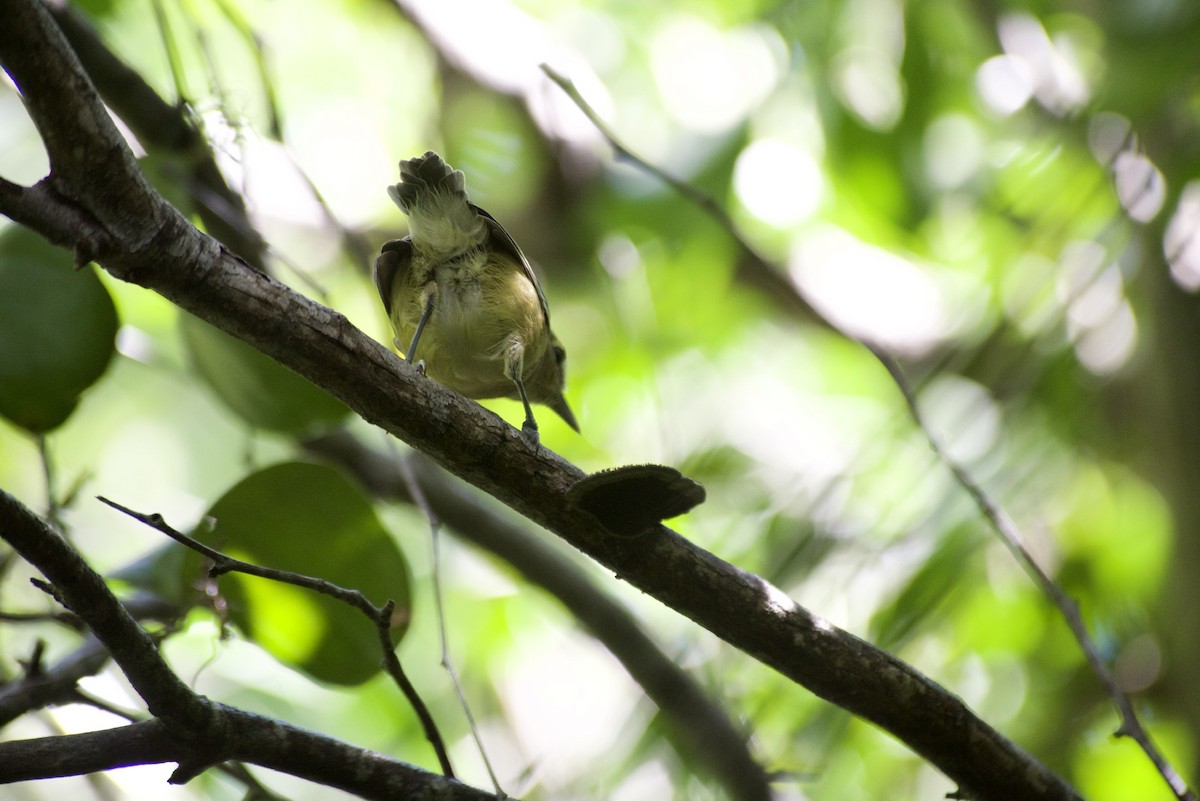Thick-billed Vireo - ML485717581