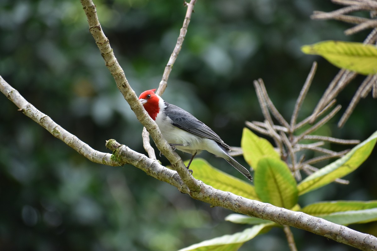 Red-crested Cardinal - ML48571811