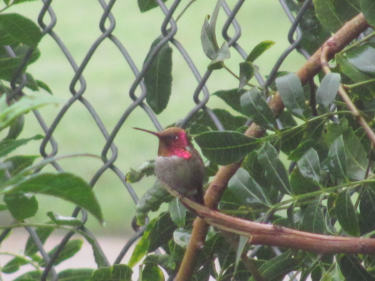 Anna's Hummingbird - ML48571931