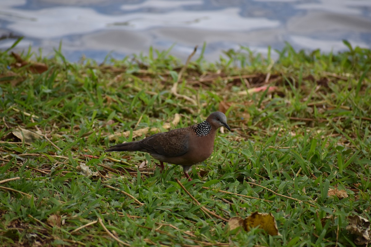 Spotted Dove - ML48572101