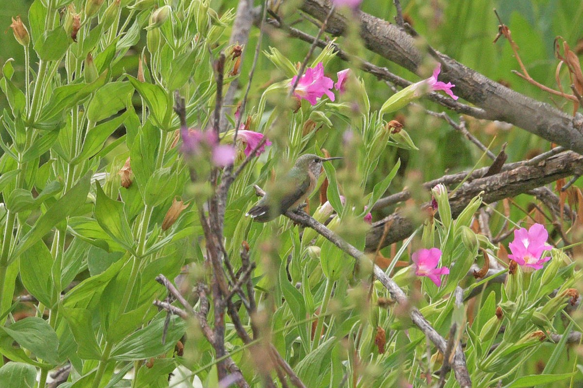 Calliope Hummingbird - ML485725221