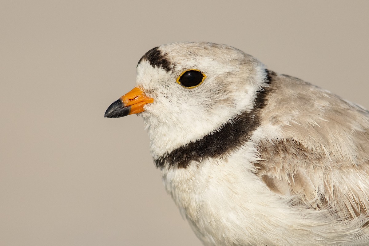 Piping Plover - Dorian Anderson