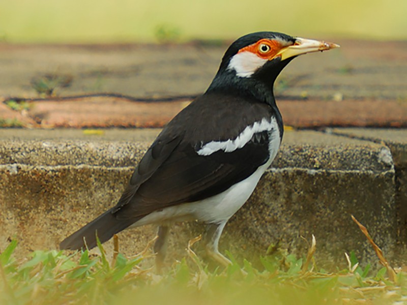 Javan Pied Starling - eBird