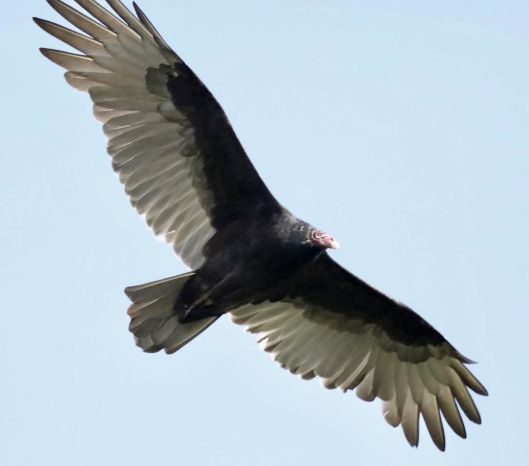 Turkey Vulture - ML485730921