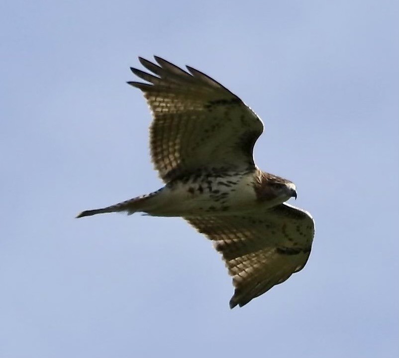 Red-tailed Hawk - ML485731271