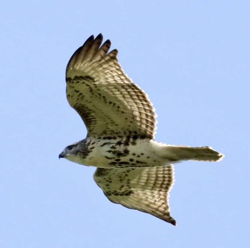 Red-tailed Hawk - ML485731281