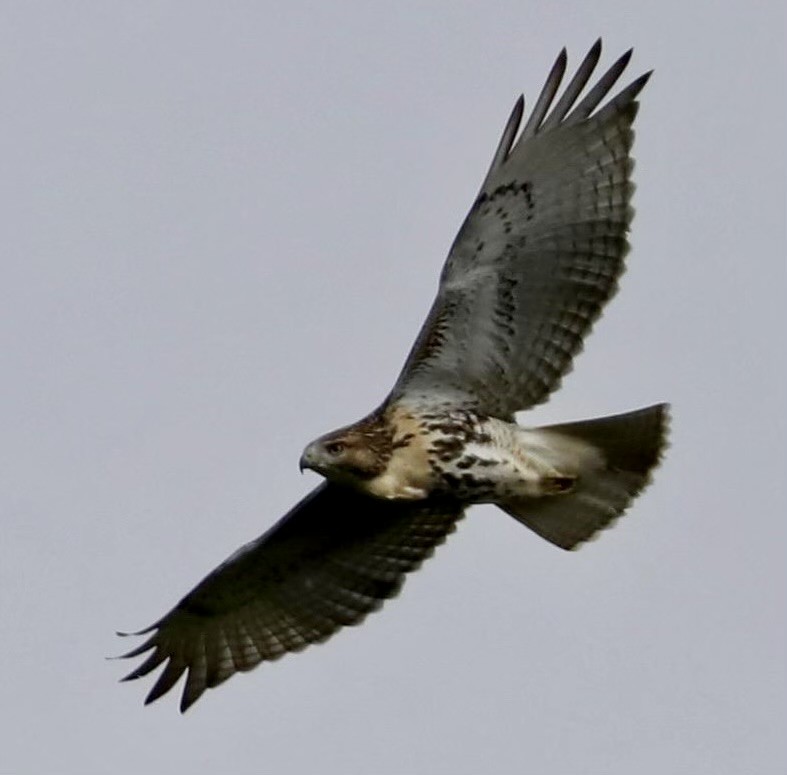 Red-tailed Hawk - ML485731291