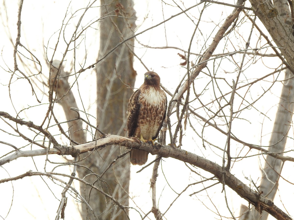 Red-tailed Hawk - ML48573501