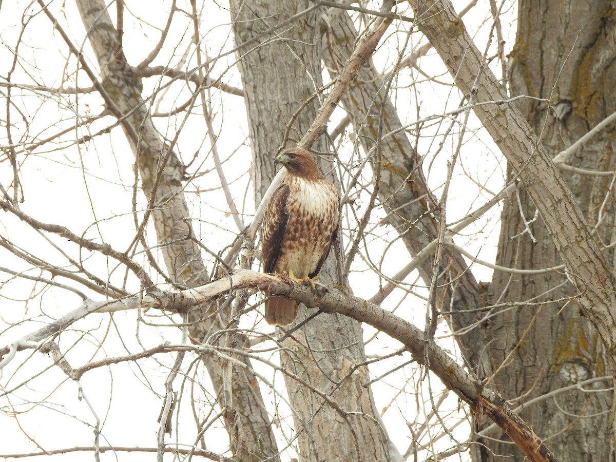 Red-tailed Hawk - ML48573511