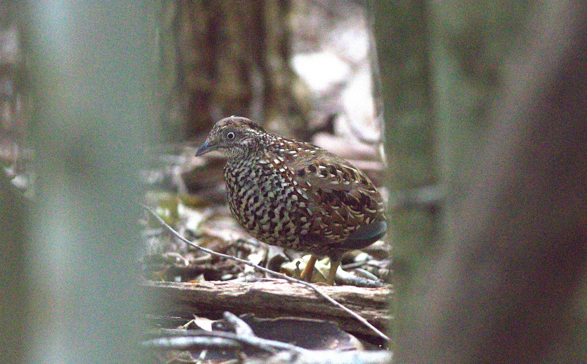 Black-breasted Buttonquail - ML485740001